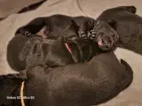 Labrador hvalpe, 3 uger gamle - 4