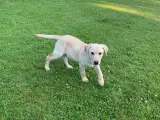 Labrador hvalpe med stamtavle - 2
