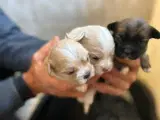 Tibetansk Spaniel-Bichon Havnies - 5