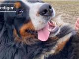 Danmarks bedste Berner  - 3