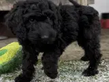 Cockapoo / cockerpoo / doodle - 5