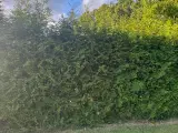 Flotte Thuja 'Brabant' til salg – perfekt til hæk! - 3