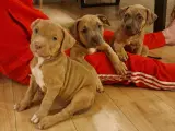 American Bully  - 3