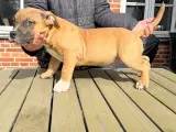 American Bully hvalpe - 5