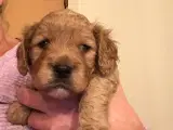 Cavapoo hvalpe  - 2