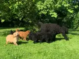 Mini Golden Doodle F1B babyer  - 5