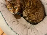 Bengal hunkat 4 år. M stamtavle