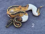 Pied kongepythons og lidt mere, nye priser - 2