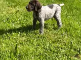 Korthåret hønshund  hvalp  - 3