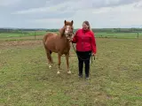 Islænderhoppe sælges/byttes  - 5
