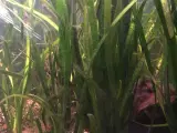Vallisneria akvarieplanter.