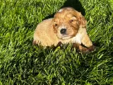 Cavapoo hvalpe  - 5