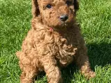  Smukke Goldendoodle mellem doodle hvalpe - 3