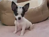 Små superskønne chihuahua hvalpe  - 3