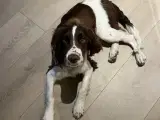 FT Springer Spaniel hvalpe  - 5