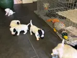 Jack Russell terrier fantastiske familie hunde - 2
