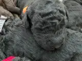 Labradoodle/ kongepuddel  - 3