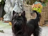 Smuk Sort Yorkshire Terrier - 5