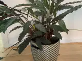 Plante + skjuler