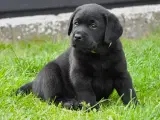Labrador hvalpe med stamtavle  - 5
