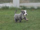 American bully tæve hvalp