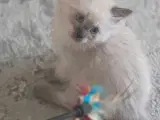  Ragdoll Killinger  - 5