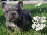 Fransk bulldog Lysegrå hvalpe 