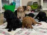 Mini Golden Doodle F1B babyer  - 3