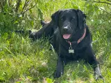 Labrador hundehvalpe sort