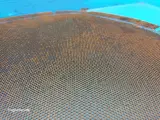 Case Farmall 95A Gitter 84520303 - 3