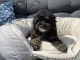 Cavapoo babyer må rejse nu - 3