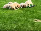 Ægte Golden Retriever - 2