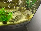 Mississippi skildpadde 