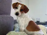 Dansk svensk gårdhund hvalpe - 4