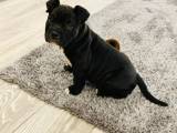 American bully  hvalp