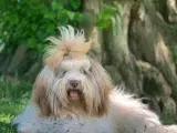 Bichon Havanais hvalpe DKK plus stamtavle - 2