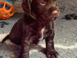 FT Cocker spaniel hvalpe