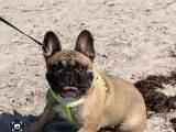 Fransk bulldog han til parring