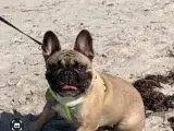 Fransk bulldog han til parring