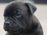 Staffordshire Bull Terrier hvalpe - 5