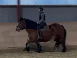 Mor og datter hest - 4