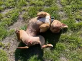 American bully tæve