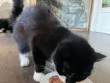 2 katte bortgives
