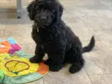 Mini Golden doodle F1B  - 3