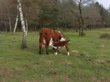 Økologisk Hereford ko med kalv sælges