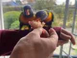lorikeet lori