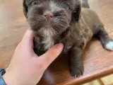 Shih tzu/bichon havanais - 5