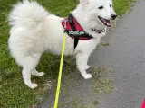 Hunde hvalpe - Japansk spids - 2