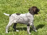 Korthåret hønshund  hvalp  - 2