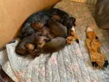 Gravhunde hvalpe  - 4